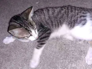 Gato raça Vira lata idade 2 a 6 meses nome Não tem nome 
