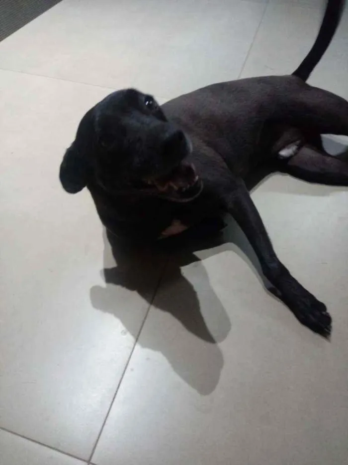 Cachorro ra a Vura lata idade 5 anos nome George