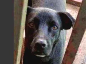 Cachorro raça Vura lata idade 5 anos nome George