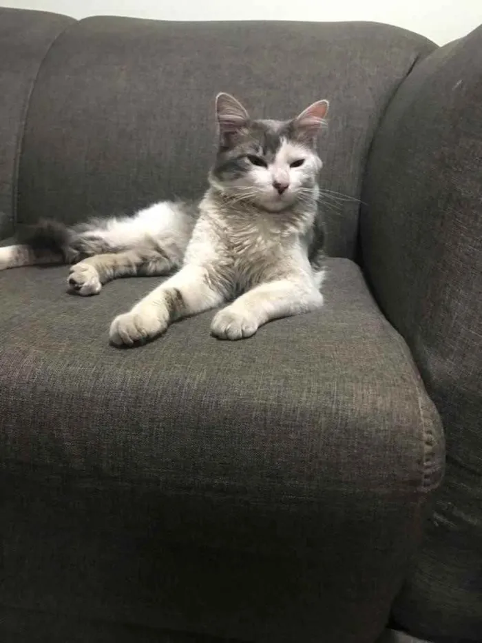 Gato raça  idade 7 a 11 meses nome Não tem nome 