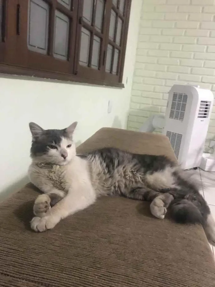 Gato raça  idade 7 a 11 meses nome Não tem nome 