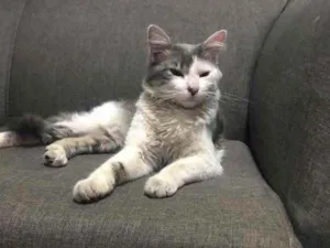 Gato raça  idade 7 a 11 meses nome Não tem nome 