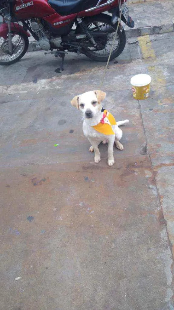 Cachorro ra a Vira lata idade 2 anos nome Branquinho