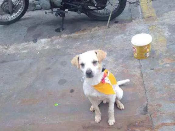 Cachorro ra a Vira lata idade 2 anos nome Branquinho