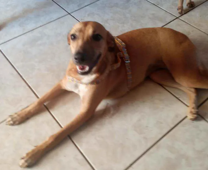Cachorro ra a Srd idade 2 a 6 meses nome Baby