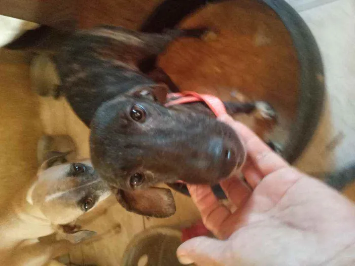 Cachorro ra a Srd idade 7 a 11 meses nome Zulu