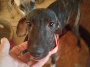 Cachorro raça Srd idade 7 a 11 meses nome Zulu