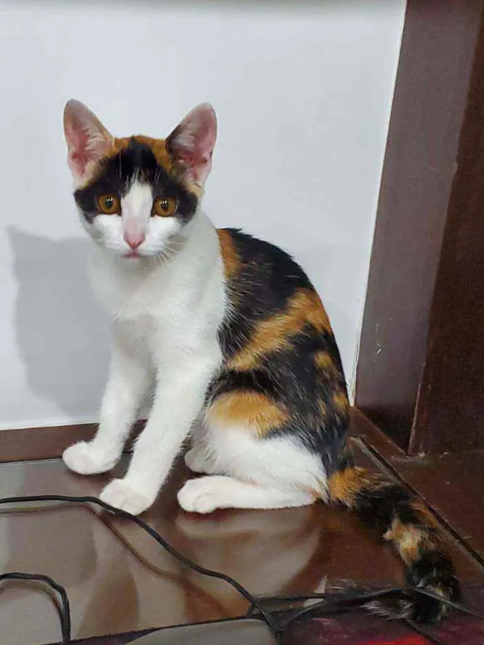Gato ra a SRD idade 1 ano nome Nunu
