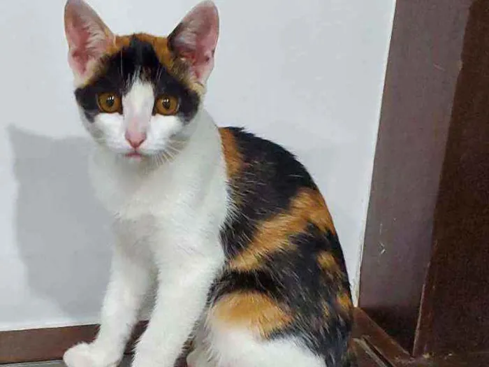 Gato ra a SRD idade 1 ano nome Nunu