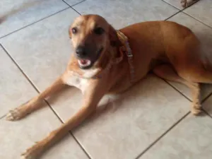 Cachorro raça Srd idade 2 a 6 meses nome Baby