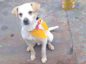 Cachorro raça Vira lata idade 2 anos nome Branquinho