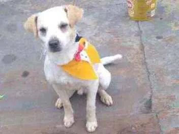 Cachorro ra a Vira lata idade 2 anos nome Branquinho