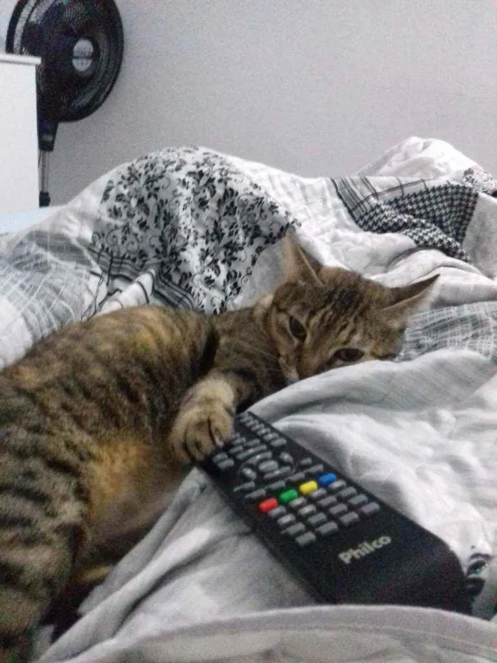 Gato raça Indefinida idade 6 ou mais anos nome Menina
