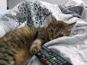Gato raça Indefinida idade 6 ou mais anos nome Menina