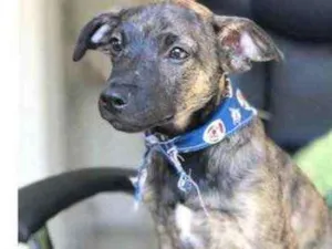 Cachorro raça Vira-latinha idade Abaixo de 2 meses nome Scooby