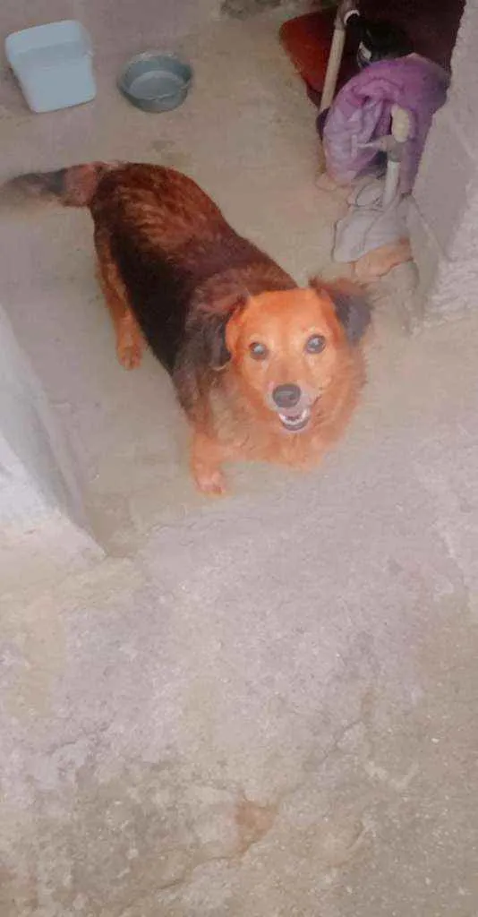 Cachorro ra a Srd idade 3 anos nome Aurora