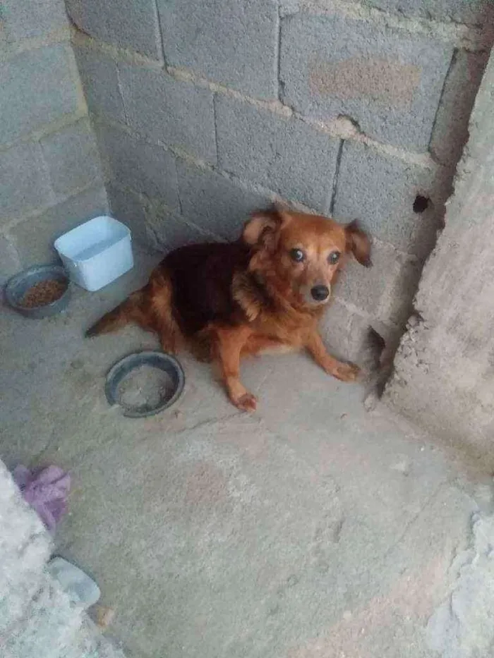 Cachorro ra a Srd idade 3 anos nome Aurora