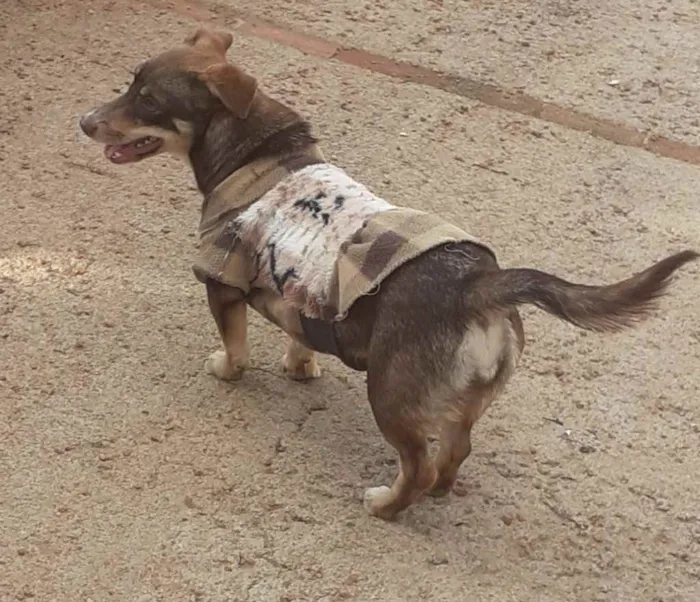 Cachorro ra a Linda idade 1 ano nome Dina