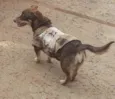 Dina