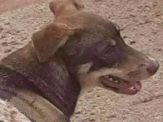 Cachorro ra a Linda idade 1 ano nome Dina