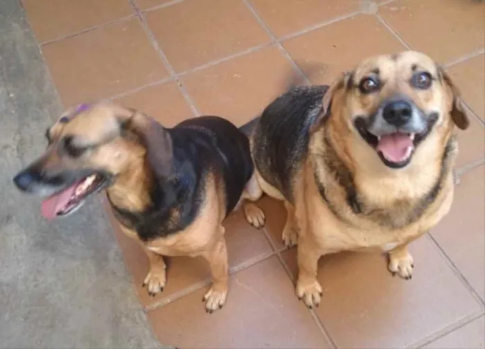 Cachorro ra a Mestiços  idade 1 ano nome Max e Lassie 