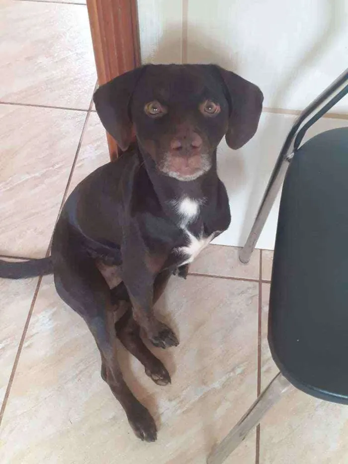 Cachorro ra a Labrador e vira lata  idade 2 anos nome Bethoveen 