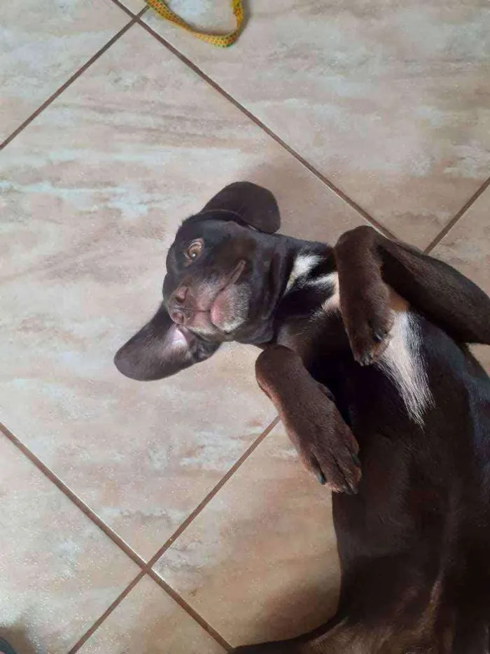 Cachorro ra a Labrador e vira lata  idade 2 anos nome Bethoveen 