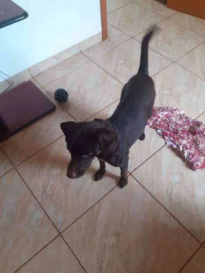 Cachorro ra a Labrador e vira lata  idade 2 anos nome Bethoveen 