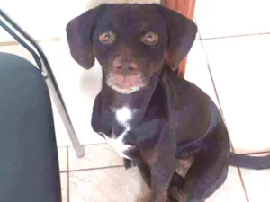 Cachorro raça Labrador e vira lata  idade 2 anos nome Bethoveen 