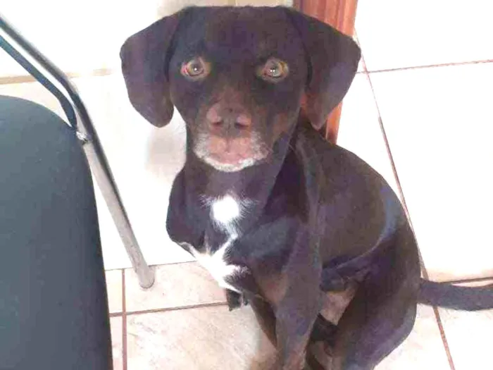 Cachorro ra a Labrador e vira lata  idade 2 anos nome Bethoveen 