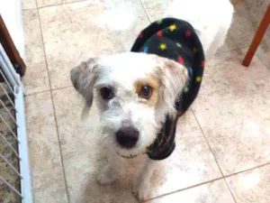 Cachorro raça Indefinida idade 1 ano nome Meg
