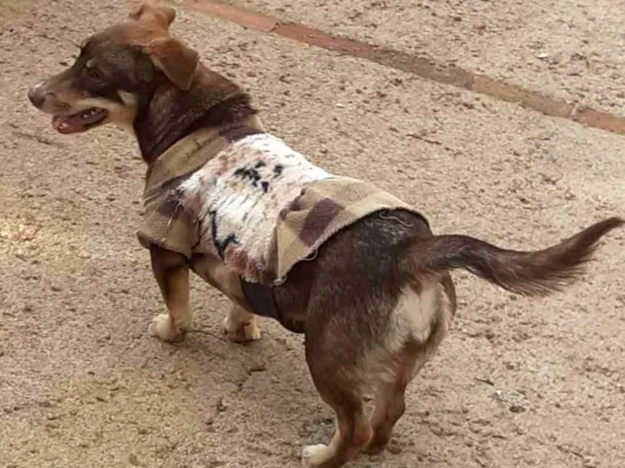 Cachorro ra a Linda idade 1 ano nome Dina
