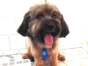 Cachorro raça Srd idade 2 anos nome Bolt