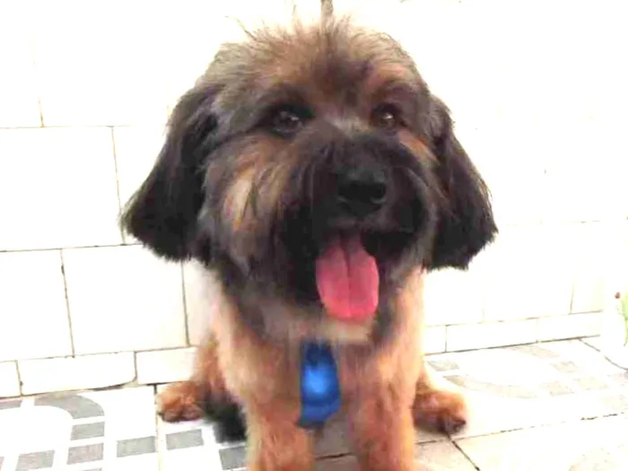 Cachorro raça Srd idade 2 anos nome Bolt