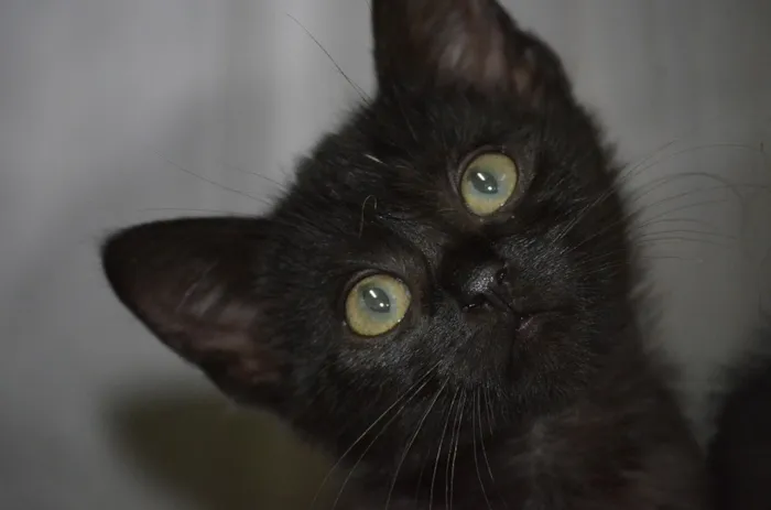 Gato raça SRD idade 7 a 11 meses nome FIONA