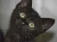 FIONA