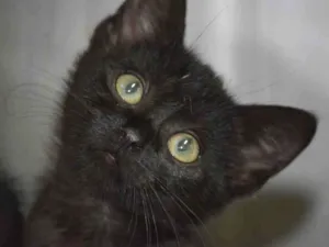 Gato raça SRD idade 7 a 11 meses nome FIONA
