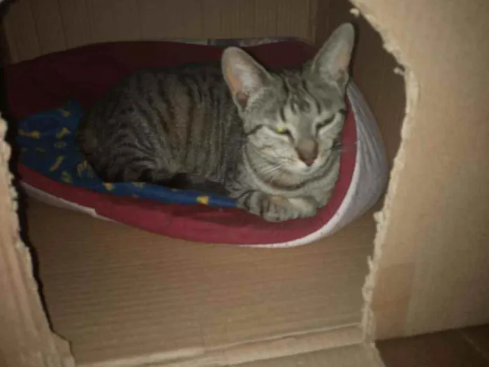 Gato ra a SRD idade 2 anos nome Filó