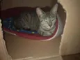 Filó