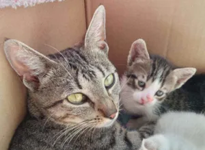 Gato raça SRD idade 2 anos nome Filó