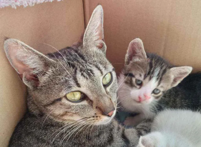 Gato ra a SRD idade 2 anos nome Filó