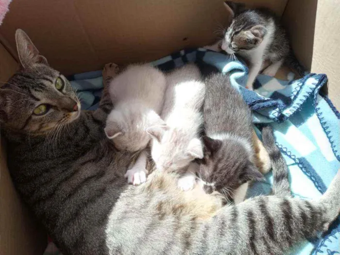 Gato ra a SRD idade 2 anos nome Filó