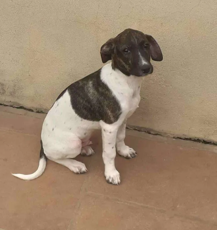Cachorro ra a Linda idade 2 a 6 meses nome Pinhão 