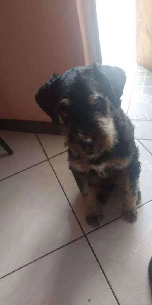 Cachorro raça Poodle  idade 5 anos nome gorge luiz