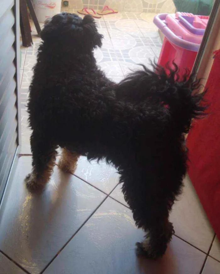 Cachorro raça Poodle  idade 5 anos nome gorge luiz