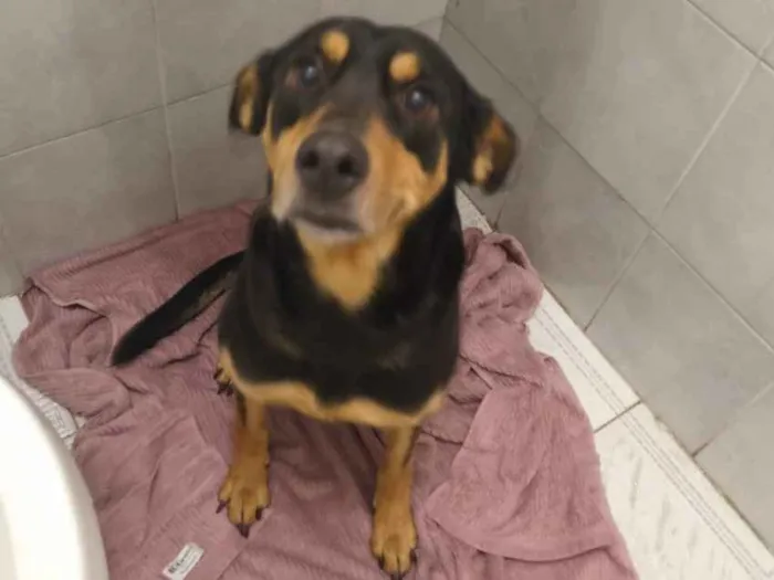 Cachorro ra a SRD-ViraLata idade 4 anos nome Jade
