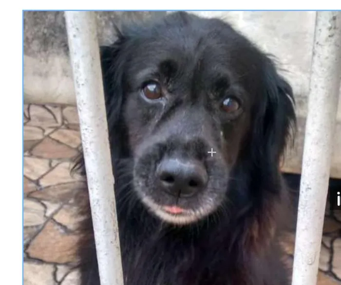 Cachorro ra a Sem definiçao idade 6 ou mais anos nome Negao