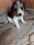 Filhotes