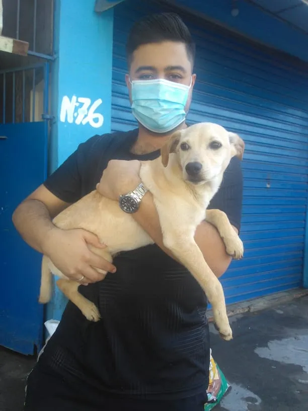 Cachorro ra a SRD-ViraLata idade 7 a 11 meses nome Abandonada