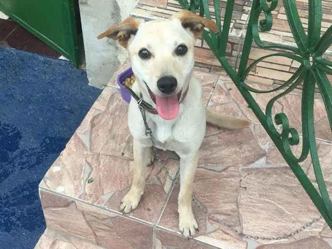 Cachorro ra a SRD-ViraLata idade 7 a 11 meses nome Abandonada
